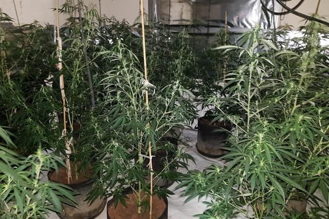 Inside the Russell Street cannabis factory.