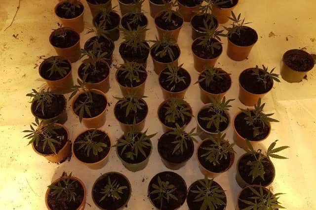 Inside the Russell Street cannabis factory.