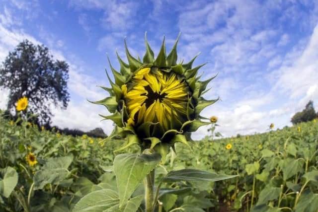 Pick your own sunflowers are back for 2020 at Overstone Grange Farm
