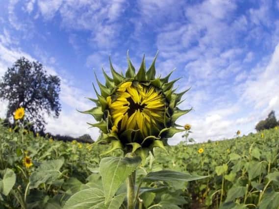 Pick your own sunflowers are back for 2020 at Overstone Grange Farm