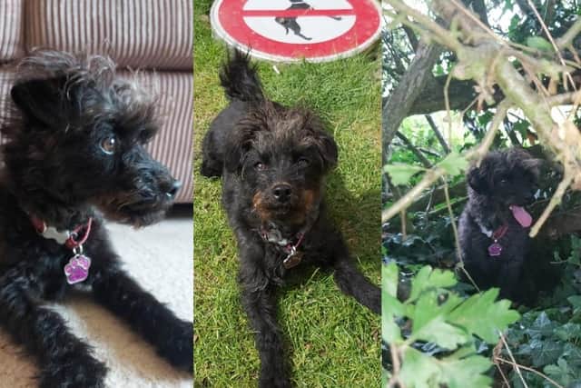 The family has been left devastated by Lexi's disappearance.
