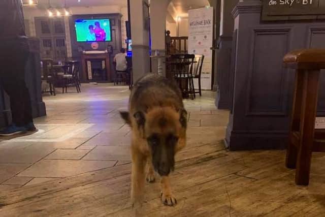 This picture of the lost German Shepherd was posted to a community page by a pub patron who wanted to see him get home safely. Photo by Liam Molyneaux.