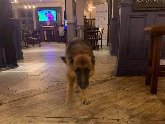 This picture of the lost German Shepherd was posted to a community page by a pub patron who wanted to see him get home safely. Photo by Liam Molyneaux.