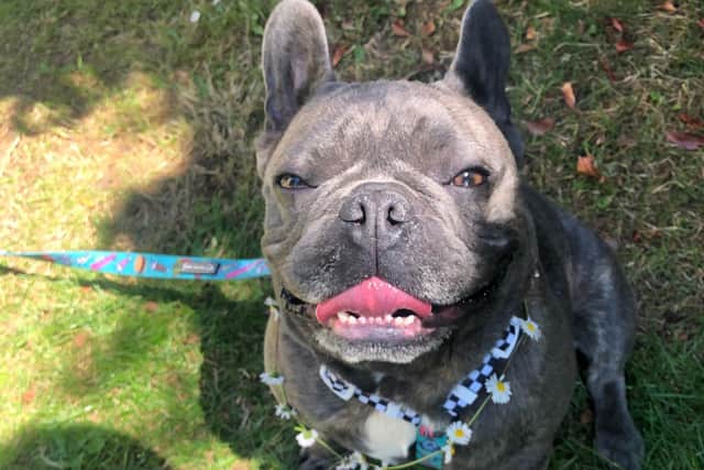 Three-year-old French Bulldog Reggie has given his owner, Georgia, a sense of direction.