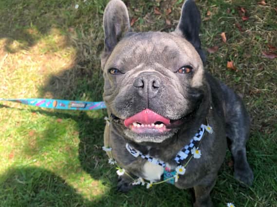 Three-year-old French Bulldog Reggie has given his owner, Georgia, a sense of direction.