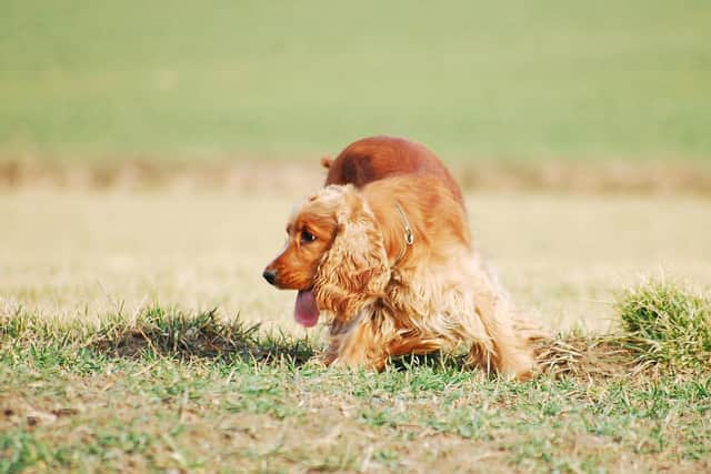 Two cocker spaniels have been reunited with their owner today. (File picture. Credit: Pixabay.)