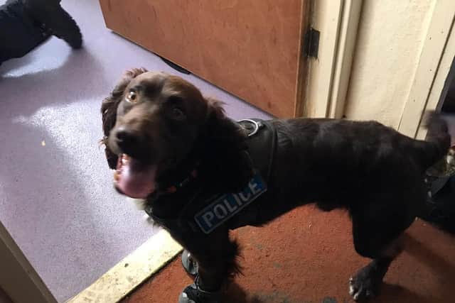 PD Socks on the job this morning (August 20).