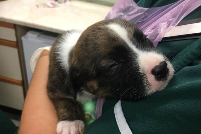 ­A litter of poorly puppies is currently in the care of RSPCA Northamptonshire.