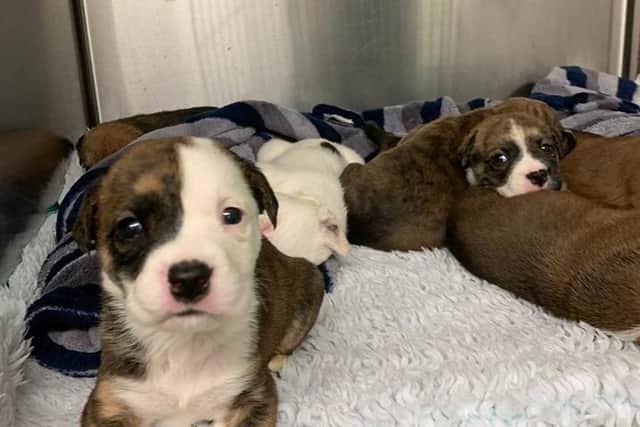A litter of poorly puppies is currently in the care of RSPCA Northamptonshire.