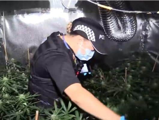 Officers discovered a stash of cannabis plants upstairs