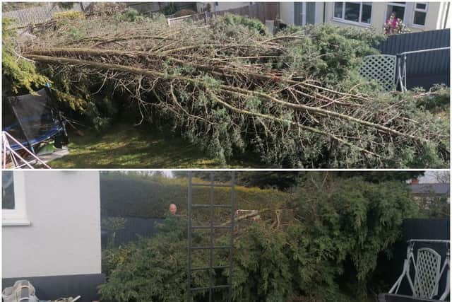 A branch from another tree fell into another neighbour's garden in March