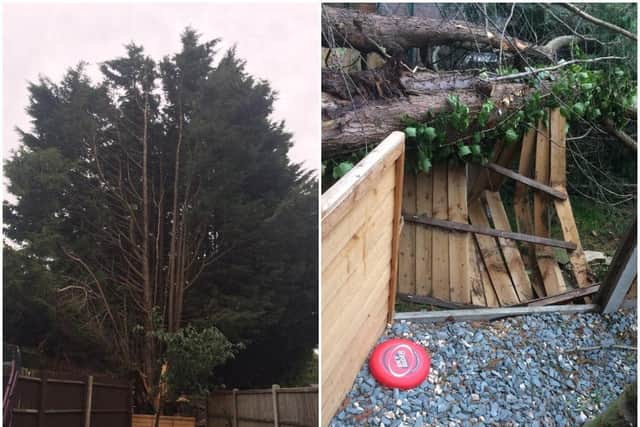 The tree in question and the damage to a fence when it fell down