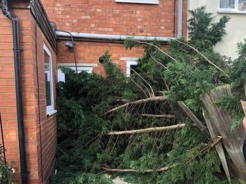 The tree hit a neighbour's house too, covering up a window and door and damaging the roof