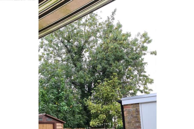 The tree behind Jackie Streeton's garden