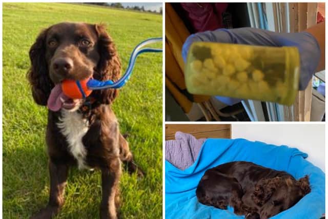 PD Socks had a well-earned nap after his early start for a drugs raid in Kettering