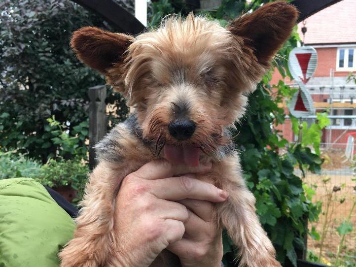 RSPCA Northants searching for blind Yorkshire Terrier's
