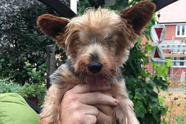 Tiny is a blind Yorkshire Terrier