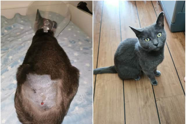 An appeal has been launched after a number of cats and pigeons were shot around a Northampton neighbourhood.