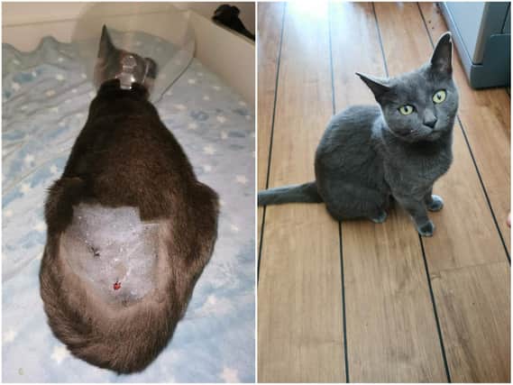 An appeal has been launched after a number of cats and pigeons were shot around a Northampton neighbourhood.