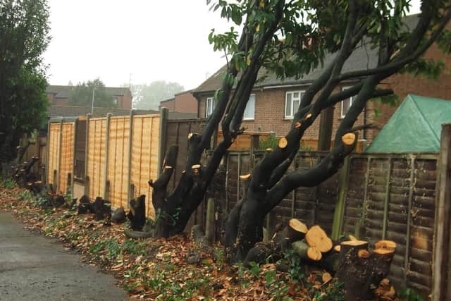 How the trees on the lane between Newnham Road and Bondfield Avenue were left by the council workers