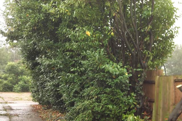 How the trees on the lane between Newnham Road and Bondfield Avenue used to look
