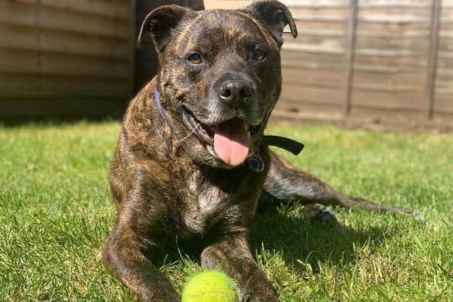 Could you give Zach his forever home?