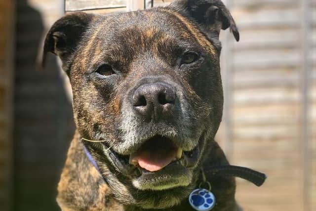 The 10-year-old Staffie mix has been with RSPCA Northants for nine months but there has been very little interest in him