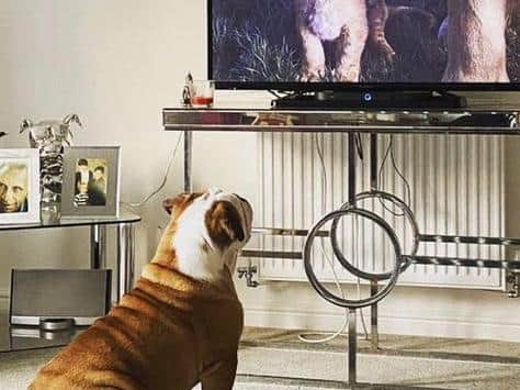 Bruce loves to watch the Lion King.
