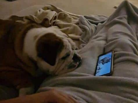 Bruce sometimes watching this favourite film on a phone when he owners want to watch the TV.