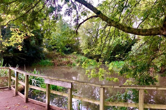 Any spare money from the Crowdfunder could be used to help the pond flourish. Photo: Nicky Callis Photography 2020