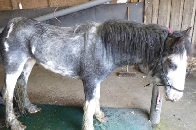 The RSPCA has dealt with 64 incidents involving horses in Northamptonshire over lockdown