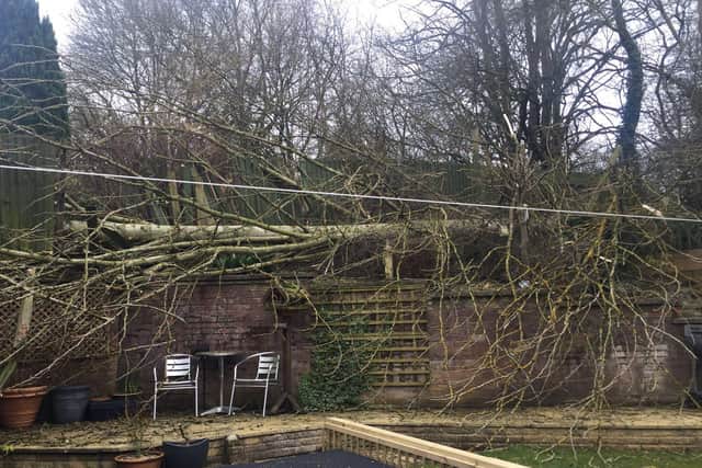 Residents in Crabb Tree Drive have been asking for the council to cut back a line of hazardous trees ever since one fell in 2018.