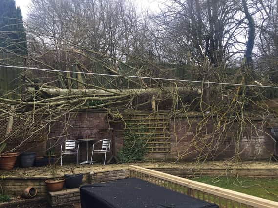 Residents in Crabb Tree Drive have been asking for the council to cut back a line of hazardous trees ever since one fell in 2018.