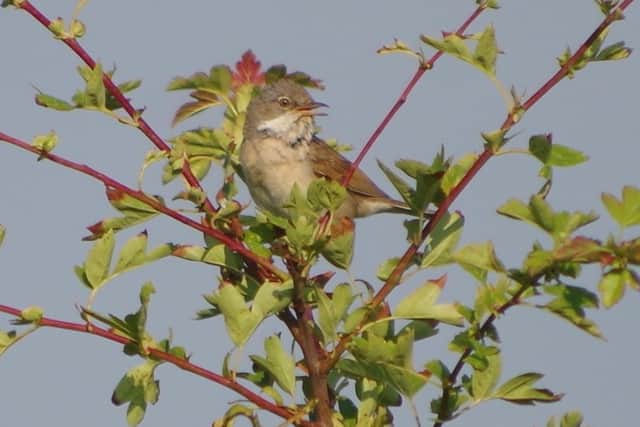 The are will also encourage wildlife spotting.