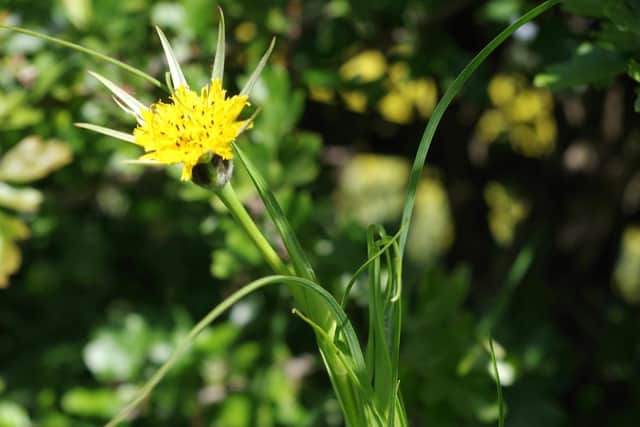 According to Mr Miller, there are up to 40 species of wildflower on the land.