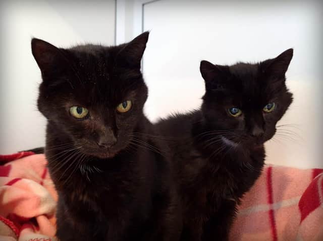 The RSPCA is asking for someone in Northamptonshire to give Leon and Nikita the retirement home they need.