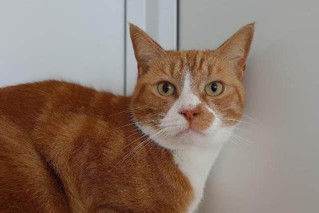 Five-year-old Mayo is just one of many cats waiting to be adopted in the RSPCA Northamptonshire branch.