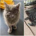 Left: Rosie after her surgery to remove her infected eye. Right: Rosie when she arrived in the care of Cats Protection Northampton