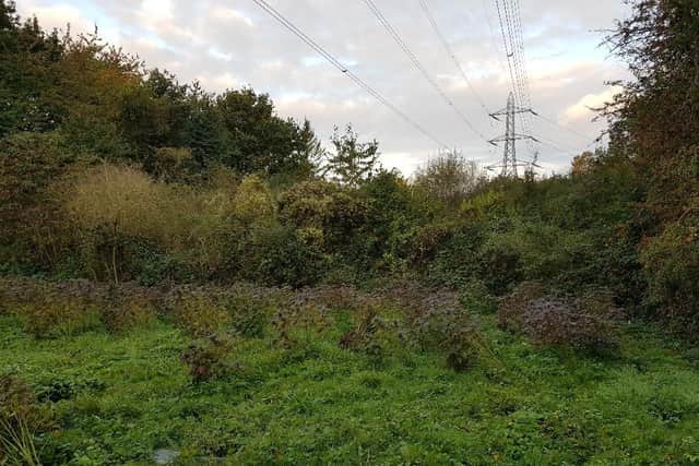 Northamptonshire Police seized more than 120 plants growing in dense woodland on the outskirts of Castle Ashby.