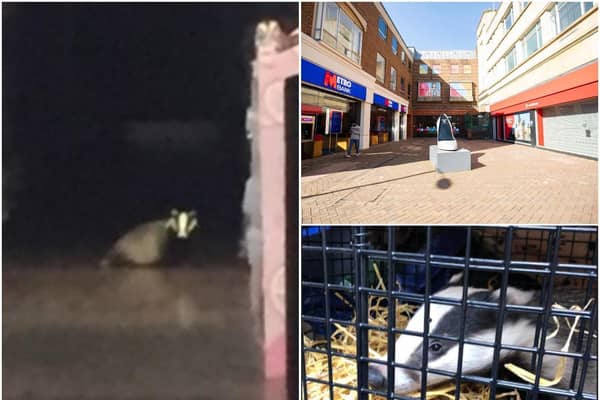 "Baffle" the Badger fell through the roof of Superdrug in the Grosvenor Centre in February.