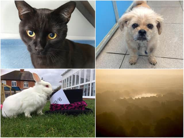 RSPCA launches appeal to find 'acre or two of land' they need to build  Northamptonshire's own animal welfare centre | Northampton Chronicle and  Echo