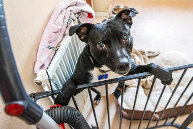 Border collie and Staffordshire bull terrier-cross Milo. Pictures by Kirsty Edmonds.