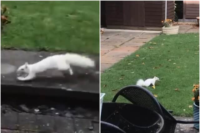 This incredibly rare white squirrel was caught on camera in a Northampton garden.