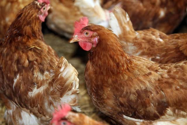 The chicken farm will effectively double in size.