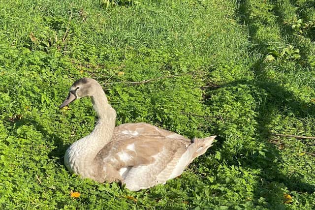 This injured cygnet was found by PSCO Paul Hurst on October 25 when he was out on cycle patrol just off Bedford Road.
