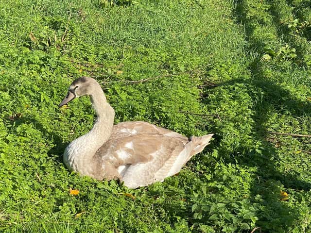 This injured cygnet was found by PSCO Paul Hurst on October 25 when he was out on cycle patrol just off Bedford Road.
