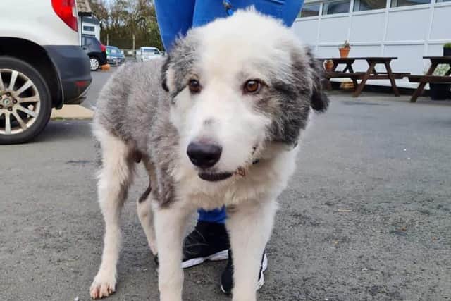 Merlin is looking for a new home
