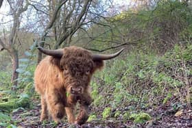 One of the Highland cows. Picture by Milo Minney.