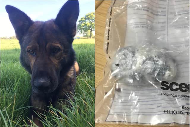 PD Olly tracked and found discarded drugs from a suspected drug deal in Northampton.