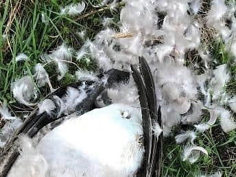 Warning: this story contains content that some may find distressing
